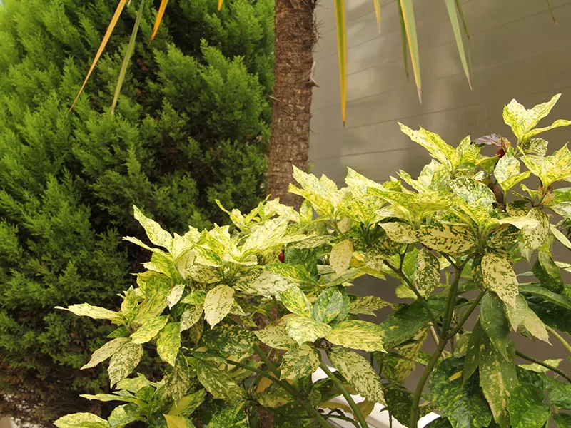 . Гостевой дом "Маретель". Адлер