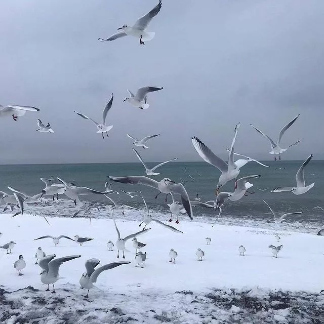 . Отель КАВКАЗ. Гостиницы и отели Лазаревского . Отель КАВКАЗ. Гостиницы и отели Лазаревского