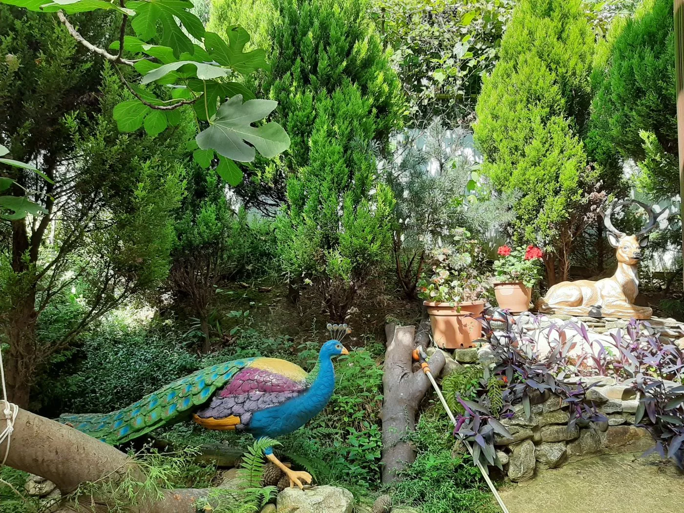 . Частный сектор "Райский уголок" - Хоста. Хоста