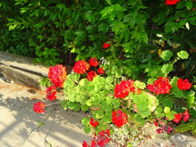 . Гостевой дом Сухумское шоссе 1-й тупик 6 . Новый Афон