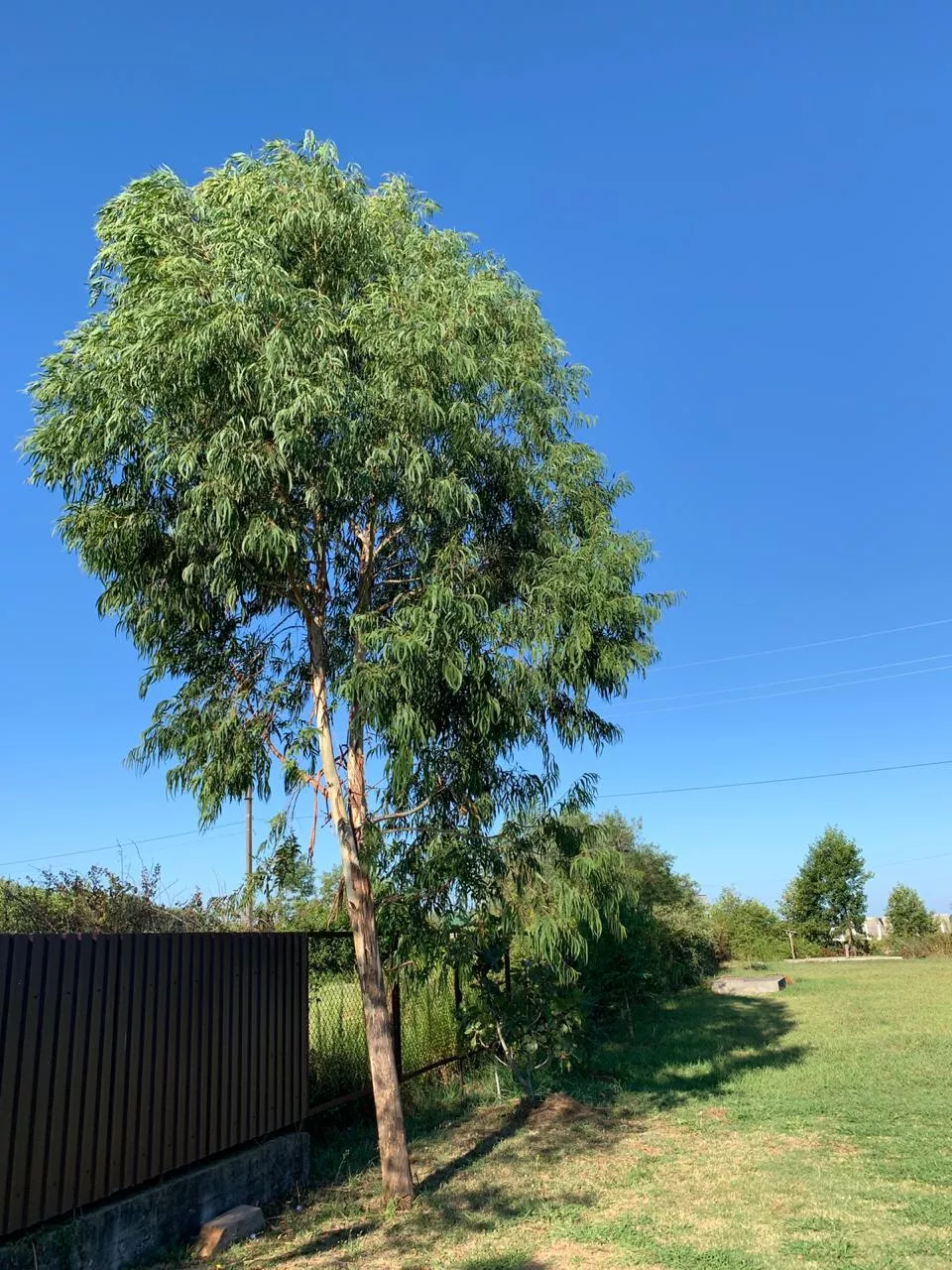 . Гостевой дом "Лдзаа". Пицунда