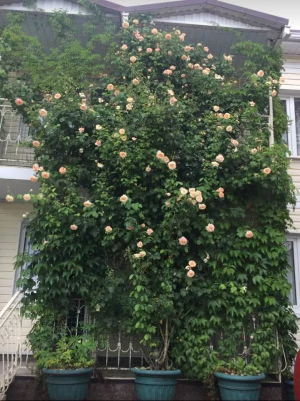 . Гостевой дом "У моря" в Джубге     . Джубга . Гостевой дом "У моря" в Джубге     . Джубга