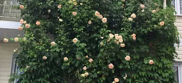 Гостевой дом "У моря" в Джубге     