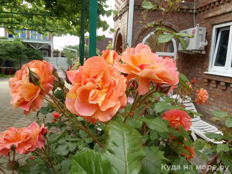 . Гостевой дом Виктория - Макопсе. Макопсе