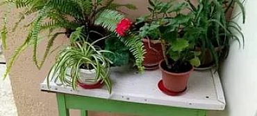 Гостевой дом "Ника" - Совет-Квадже Гостевой дом "Ника" - Совет-Квадже