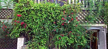 Коттедж Надежда