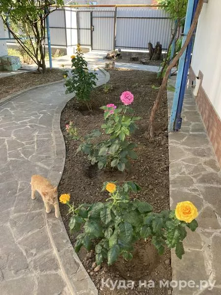 . Гостевой дом "Кот и овсянка". Тамань . Гостевой дом "Кот и овсянка". Тамань