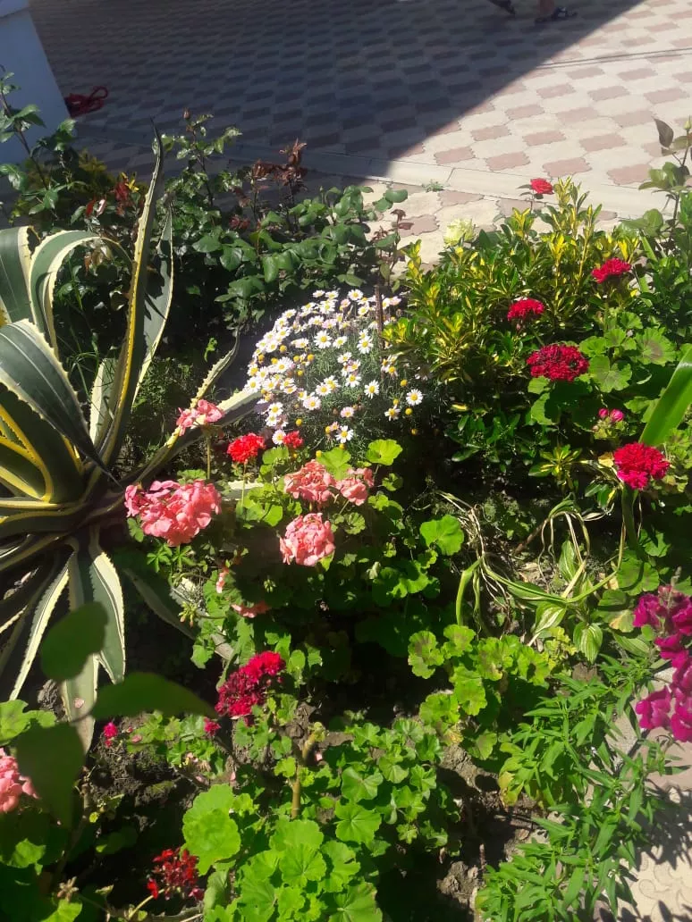 . Гостевой дом "Белый Замок". Лазаревское . Гостевой дом "Белый Замок". Лазаревское