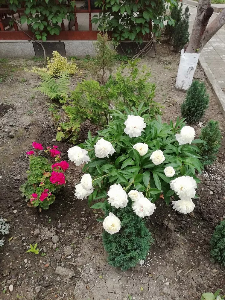 . Гостевой дом "Сибирячка". Ольгинка