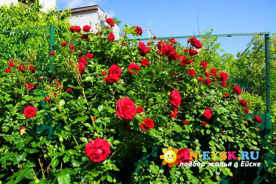 .  ГОСТЕВОЙ ДОМ «КСЕНИЯ». Ейск