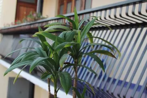 . Гостевой дом Анастасия - Сухум. Сухум . Гостевой дом Анастасия - Сухум. Сухум