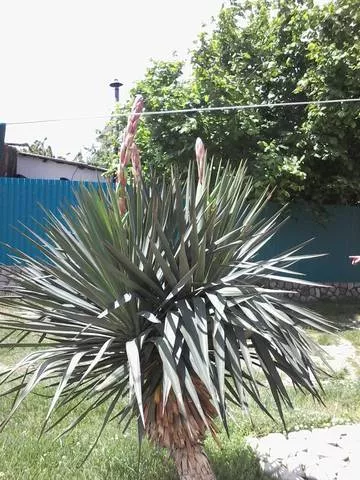 . Частный сектор На Армейской. Архипо-Осиповка