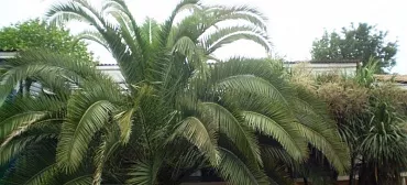 Частный сектор "Пальма"