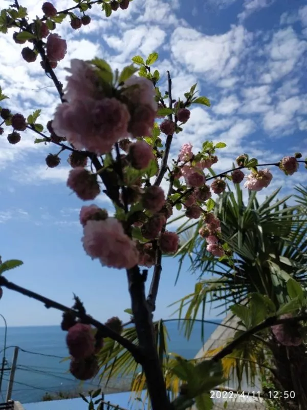 . Svetkavkaza. Лазаревское