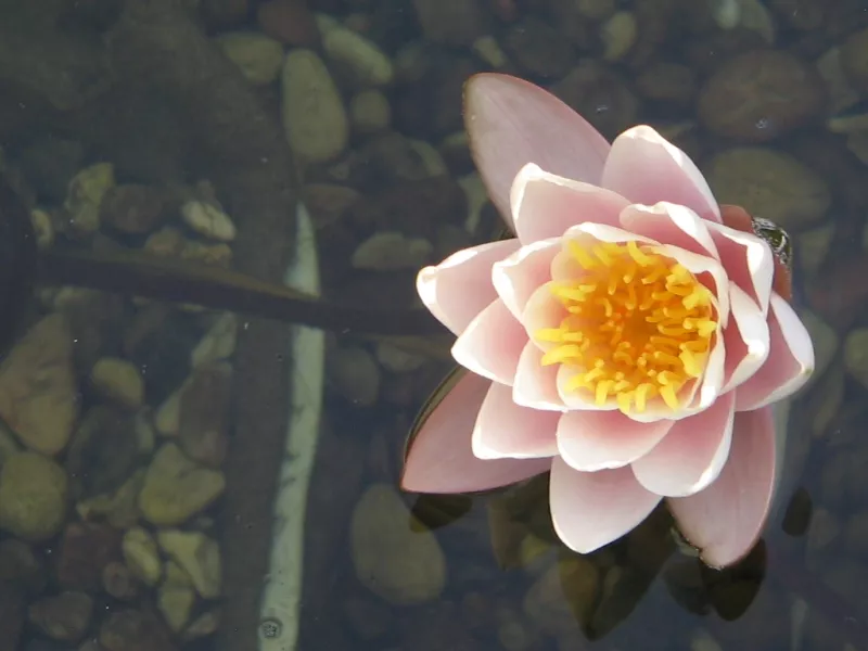 . Гостиница "Вега". Феодосия