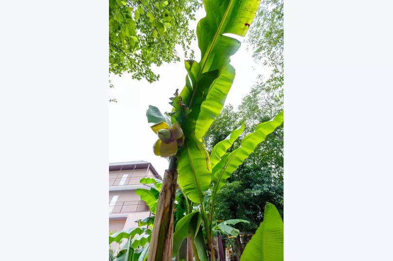 . Гостевой дом У Елены - Якорная Щель. Якорная Щель