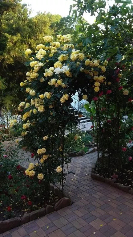 . Гостевой дом "Адель". Джубга