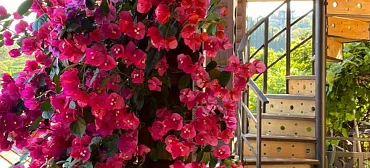 Гостевой дом Эль Платано