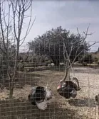 Гостевой дом Дом на Эшба 