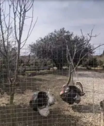 . Гостевой дом Дом на Эшба . Гудаута