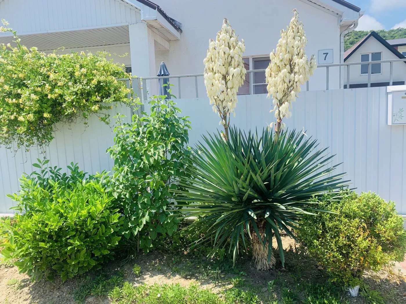 . Гостевой дом Valeri. Джубга