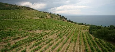 Вилла «Виола»