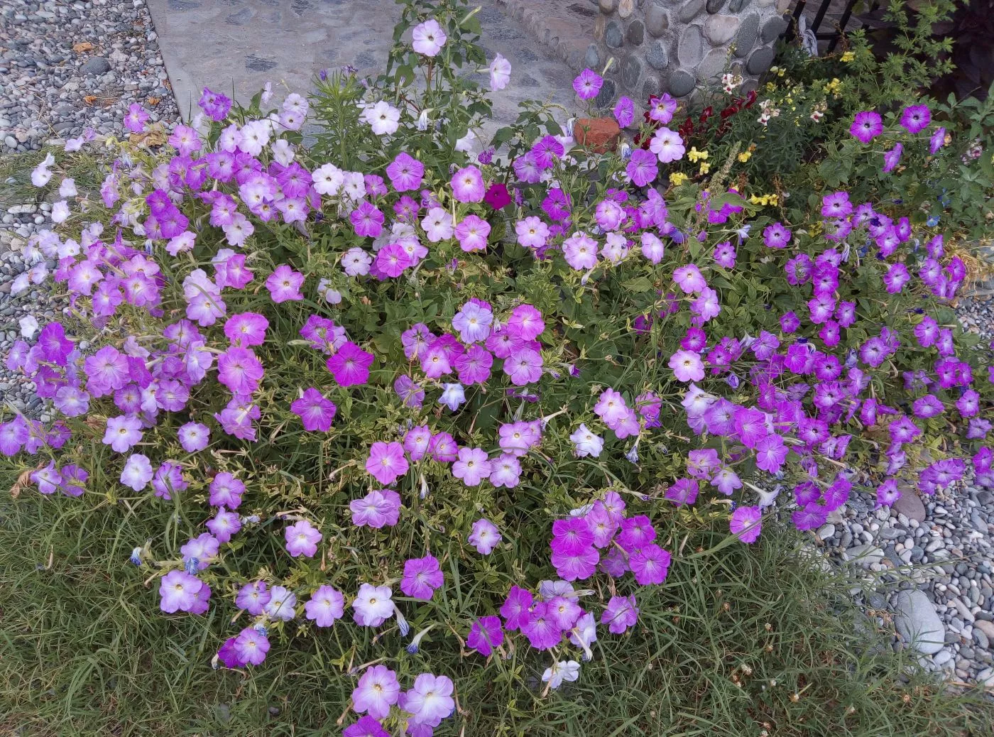 . Гостевой дом Лотос . Пицунда