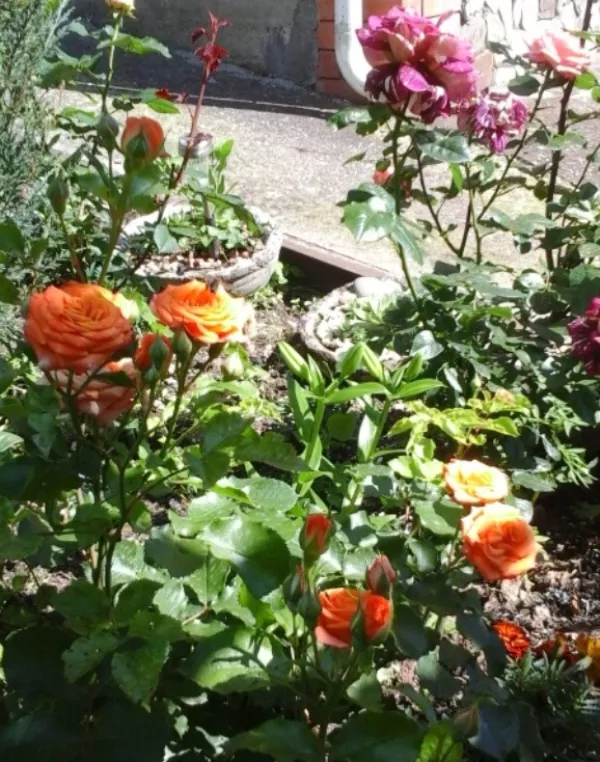 . Частный сектор "Южный Дворик". Архипо-Осиповка