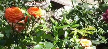 Частный сектор "Южный Дворик"