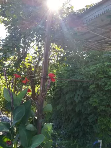 . Частный сектор "У Сусанны". Пицунда