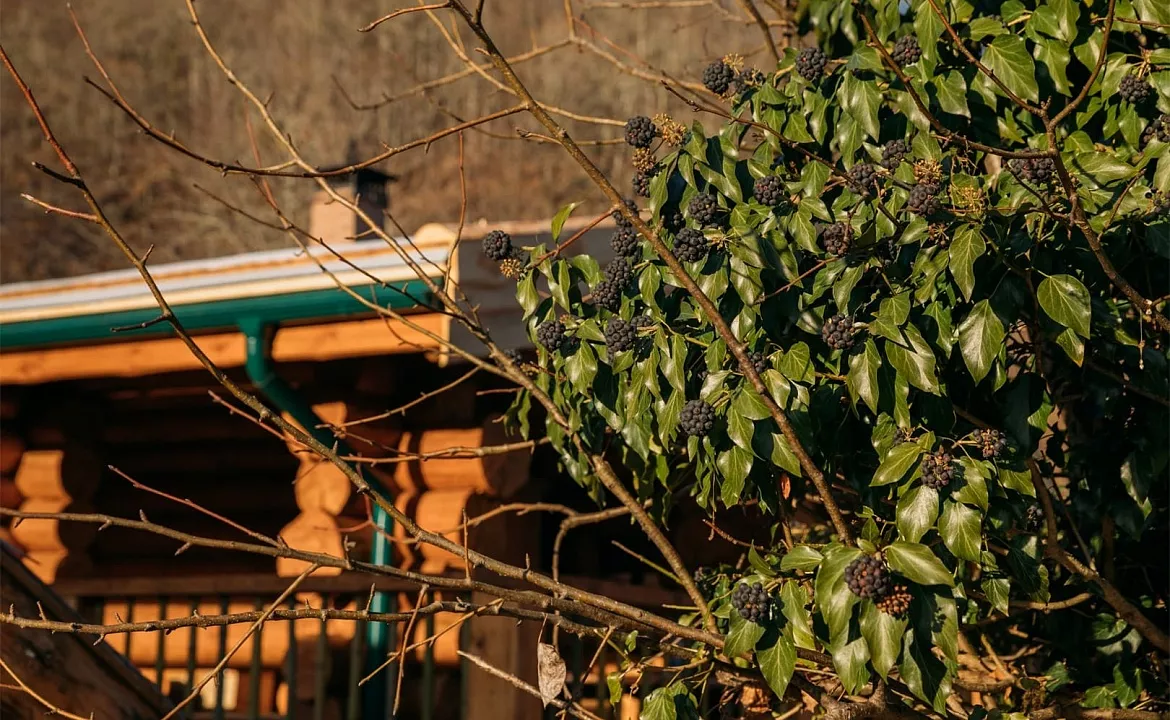 HILLS 1200 - премиальная горная резиденция в Медовеевке. Отель «HILLS POLYANA». Красная Поляна