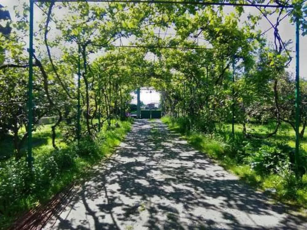 . Гостевой дом ODYSSEY . Пицунда