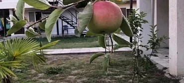 Гостевой дом Фаворит 