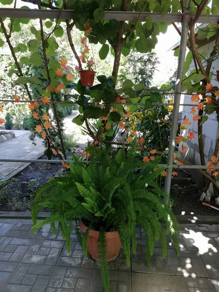 . Гостевой дом "Сибирячка". Ольгинка