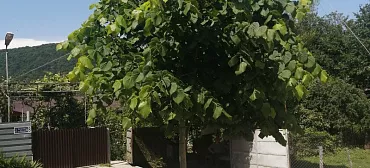 Частный сектор Лавровый лист