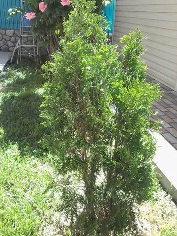 . Частный сектор На Армейской. Архипо-Осиповка