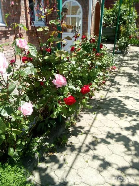 . Гостевой дом Виктория - Макопсе. Макопсе