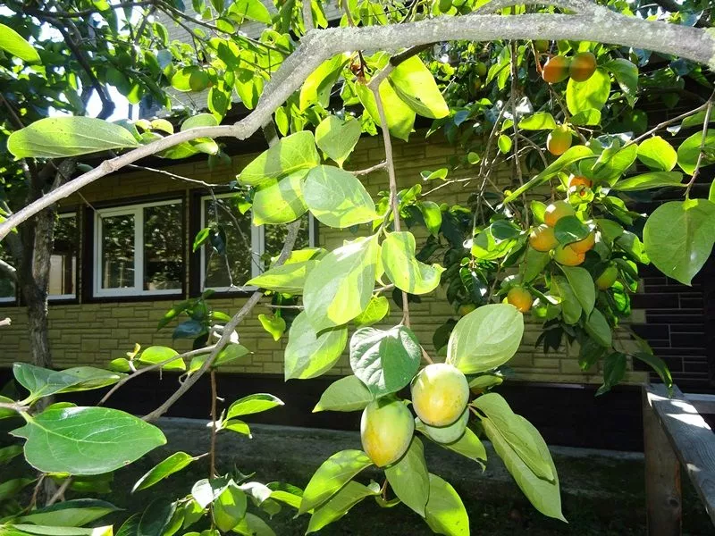 . Частный сектор Напсо. Головинка