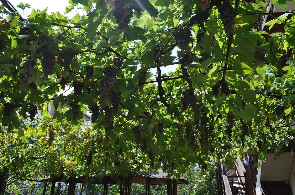 . Гостевой дом "СЕДЬМОЕ НЕБО" . Геленджик . Гостевой дом "СЕДЬМОЕ НЕБО" . Геленджик