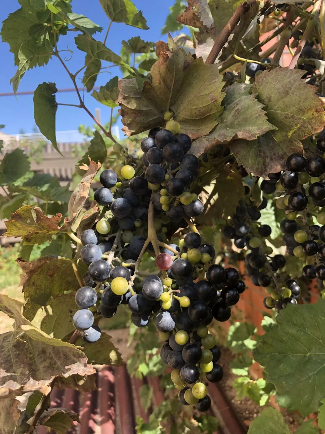 . Гостевой дом "У Владимира". Должанская