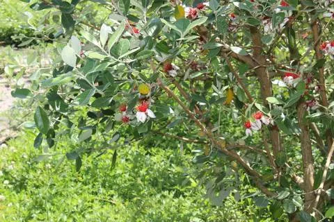 . Частный сектор "У Артема". Пицунда . Частный сектор "У Артема". Пицунда