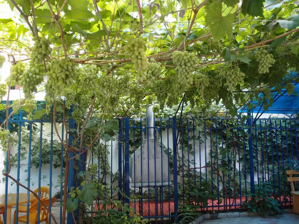 . Гостевой дом Морячок. Анапа