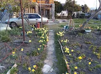 . Гостевой дом Лотос . Пицунда