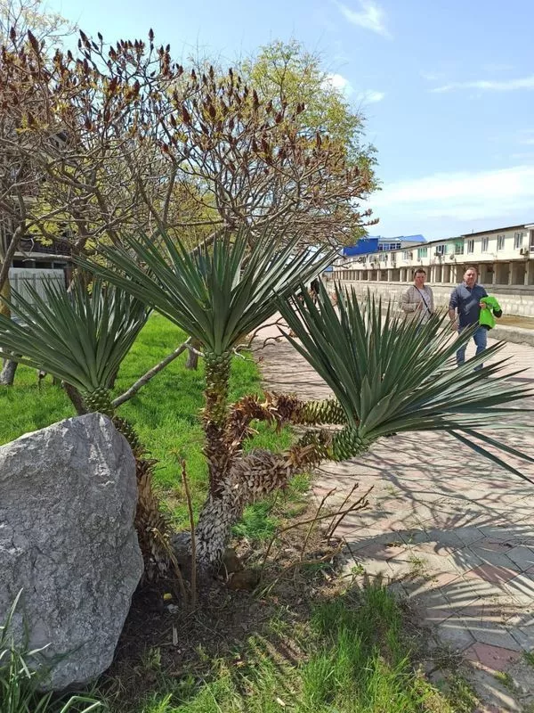 . Апарт-отель "Афалина"     . Ольгинка