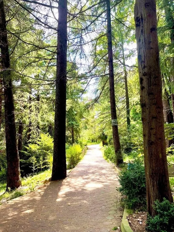 . Гостевой дом Лазурит. Хоста