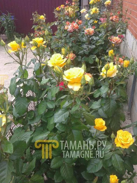 . Дом под ключ Радушный-1. Голубицкая