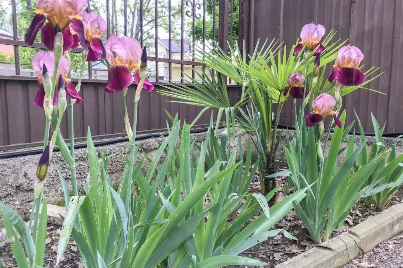 . Гостевой дом Smile Hotels. Вардане