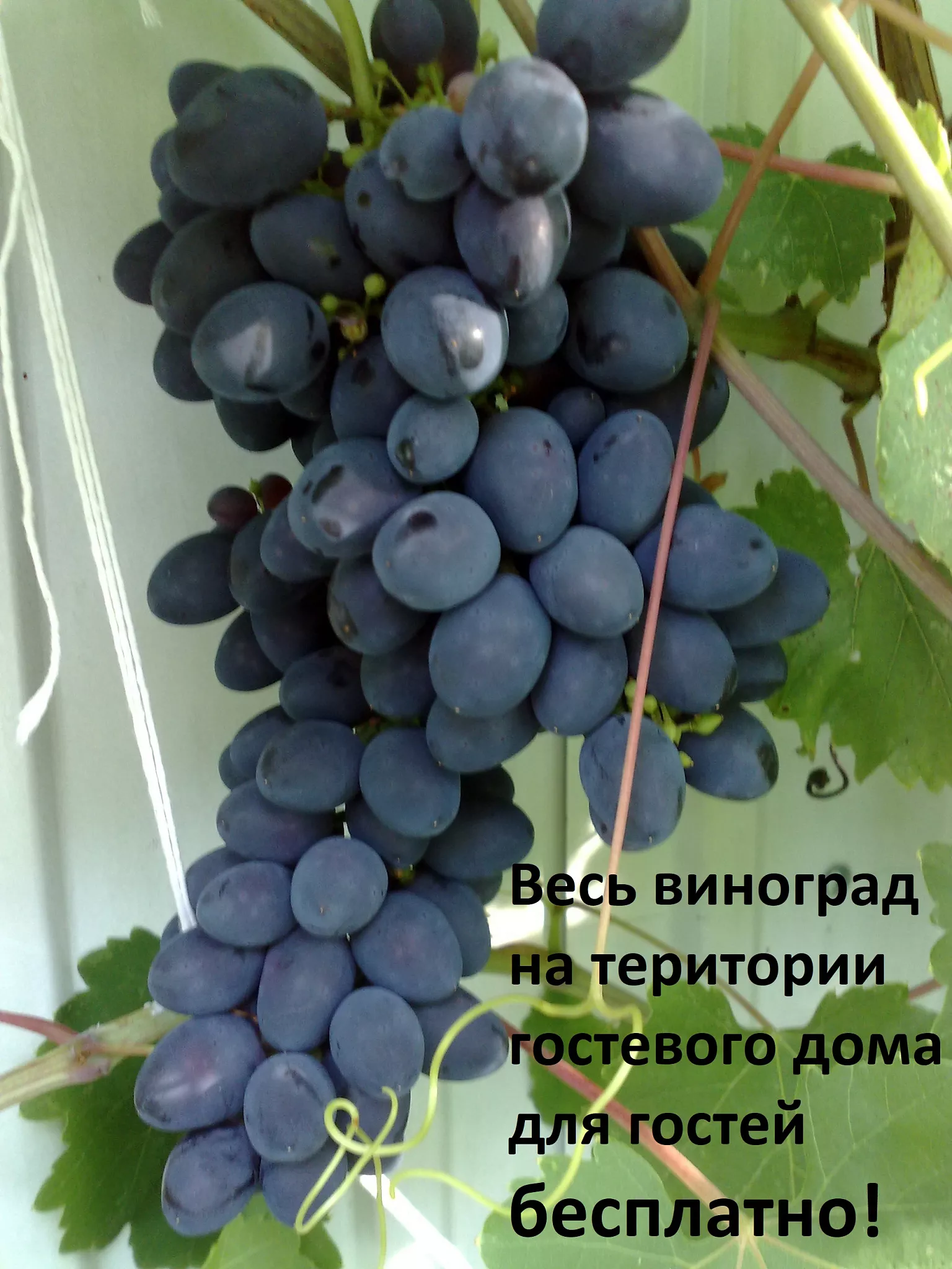 . Гостевой дом "Аватар". Геленджик