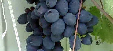 Гостевой дом "Аватар"