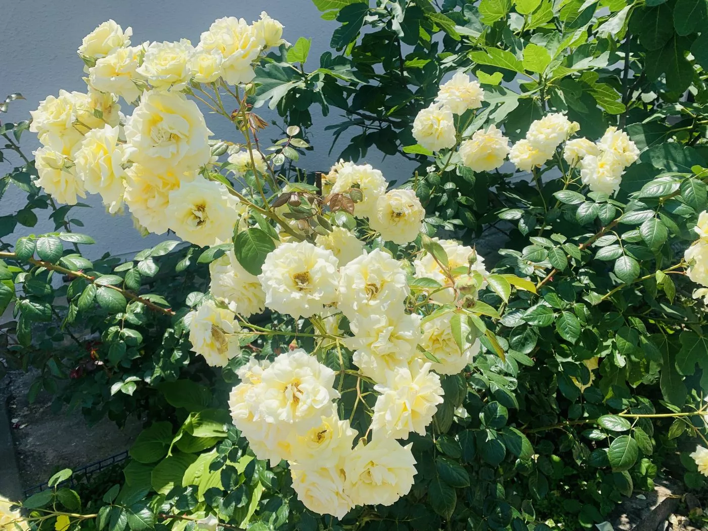 . Гостевой дом Valeri. Джубга